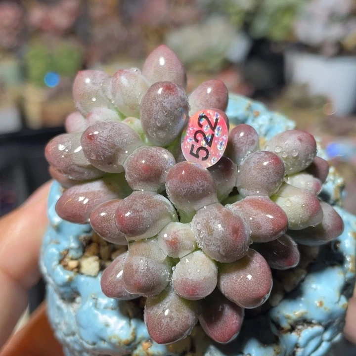 仙子奶酪多肉植物