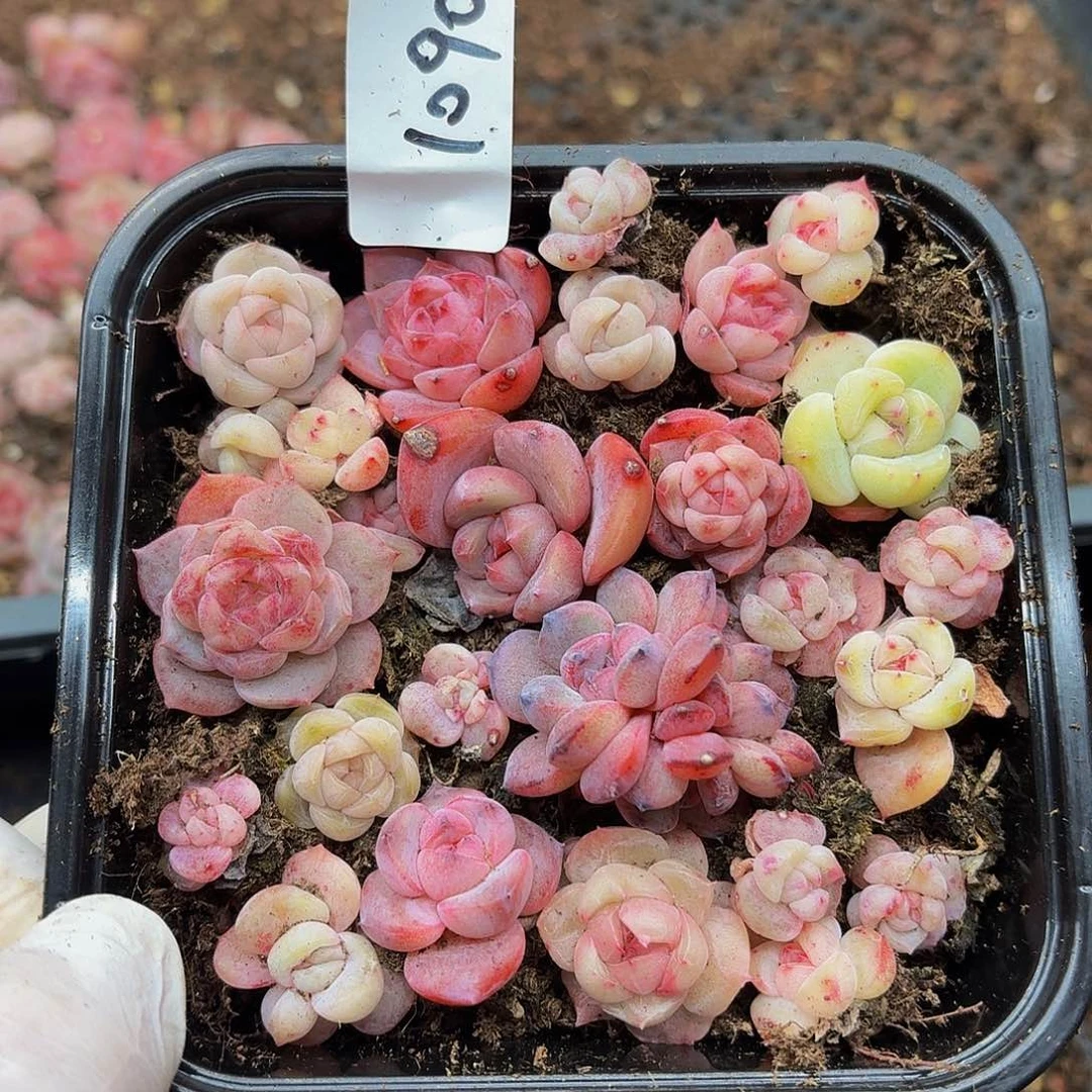 多肉植物多肉植物1090