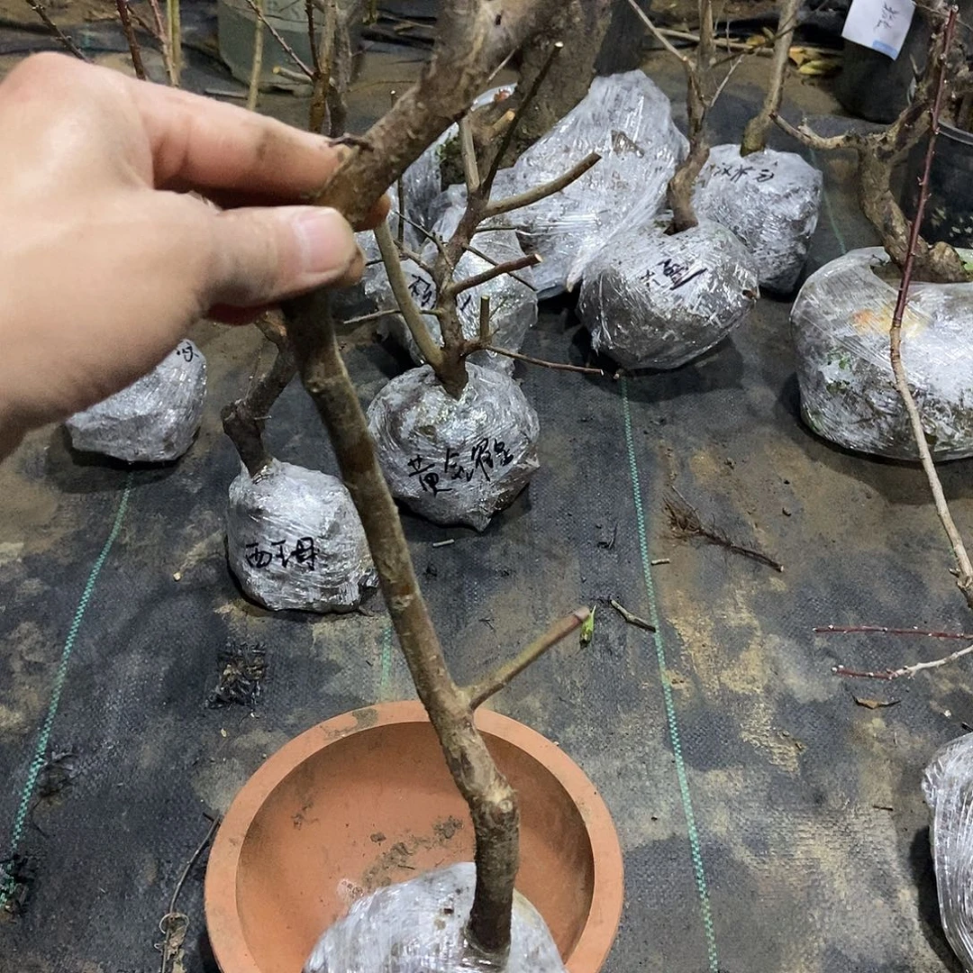 无花朵残雪垂枝梅花