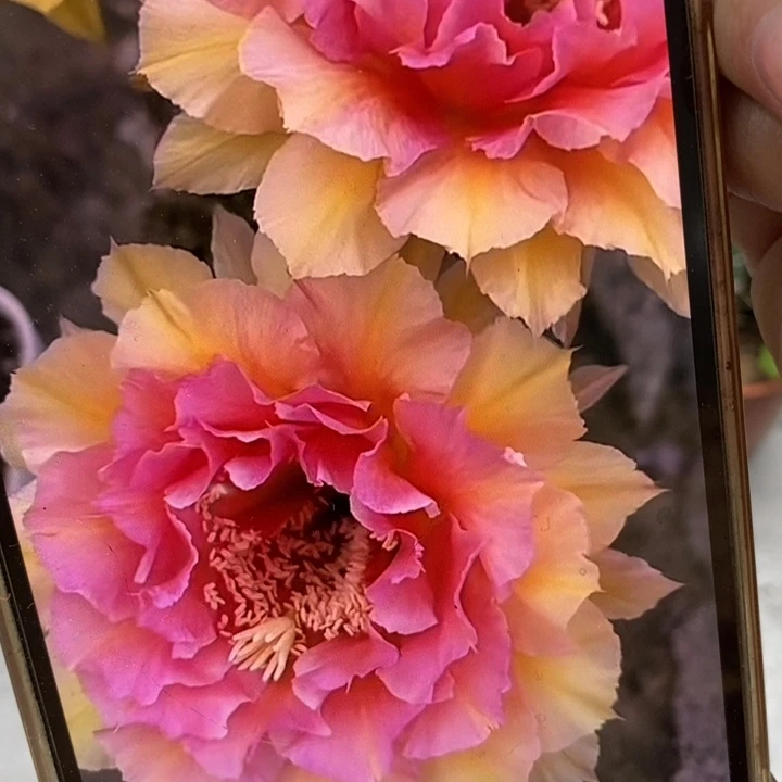 彩草42号带根5.7公分左右