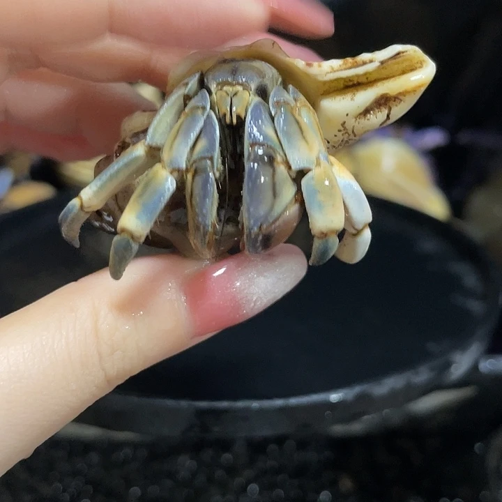 寄居蟹寄居蟹寄居蟹