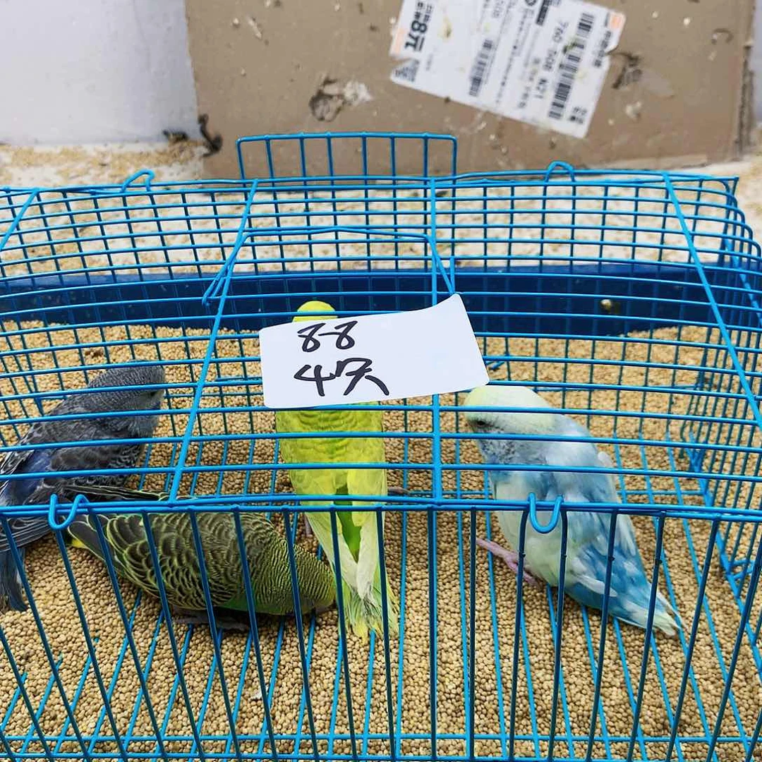 虎皮鹦鹉凤*羽虎皮鹦鹉