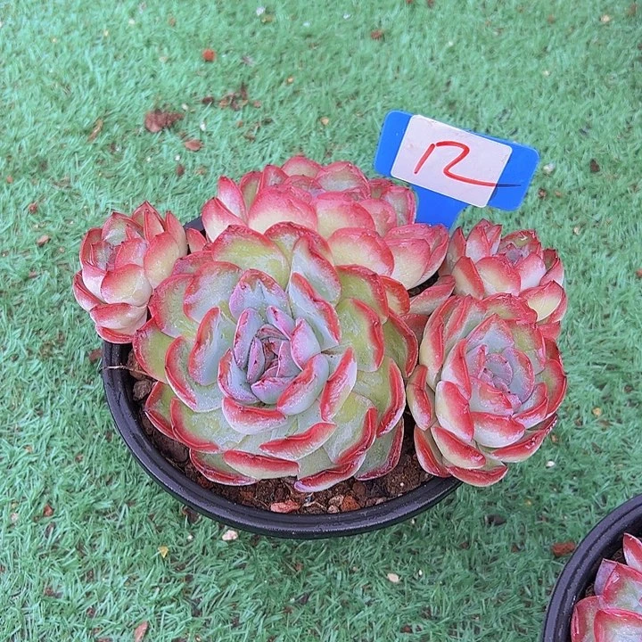 12雪夜带盆一个多肉