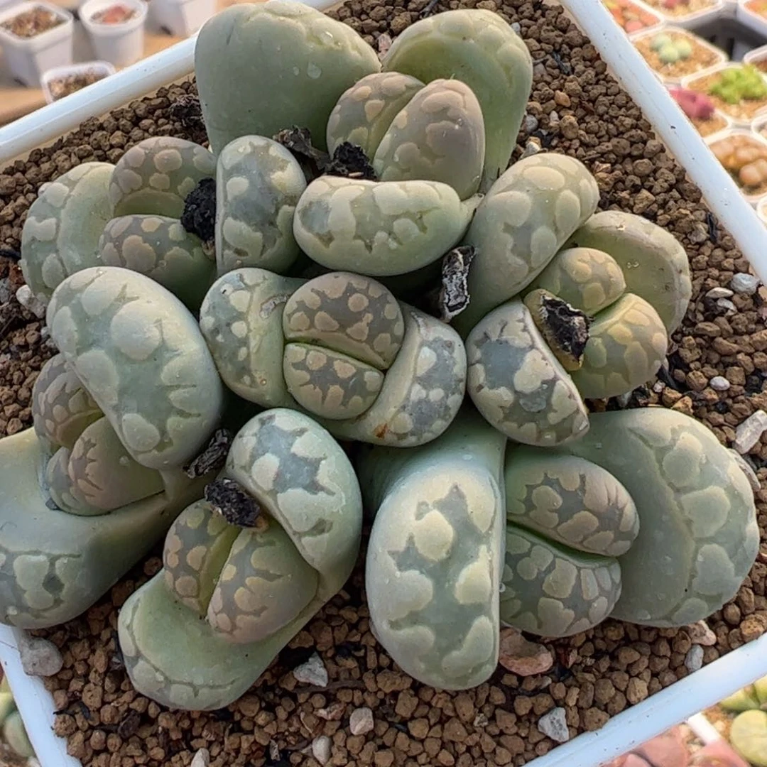 芥**辣多肉植物百科259