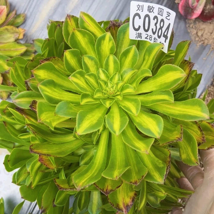 0384知否多肉植物法师