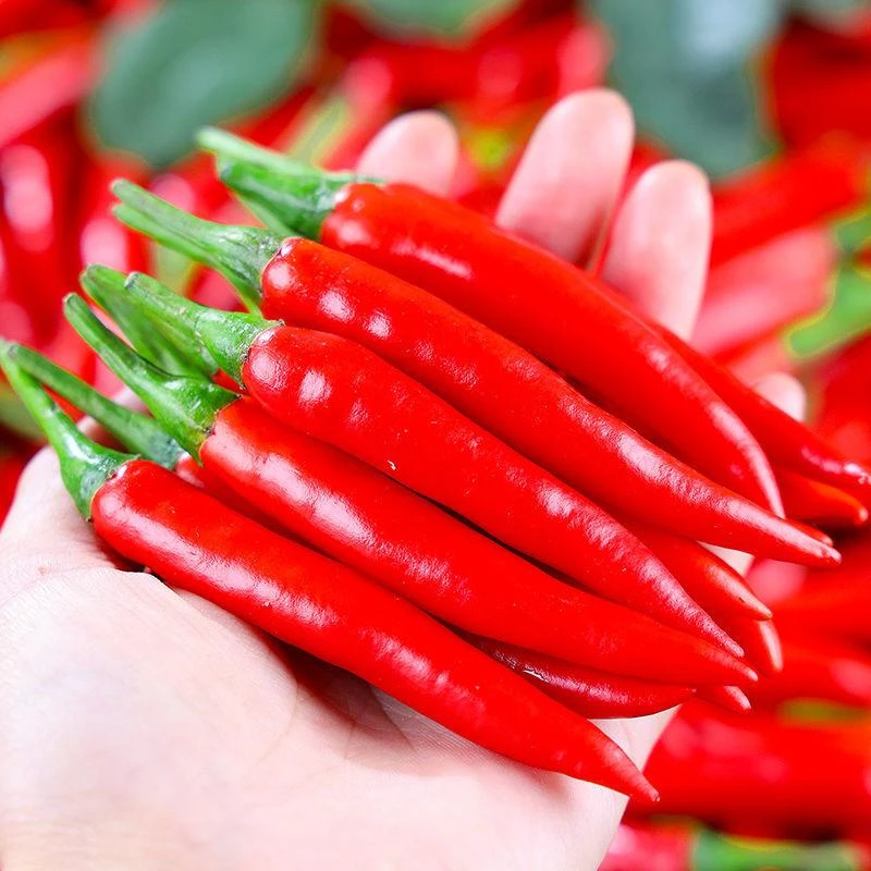 精品小米辣椒新鲜包邮红小米椒朝天椒特辣超辣薄皮红辣椒朝天椒