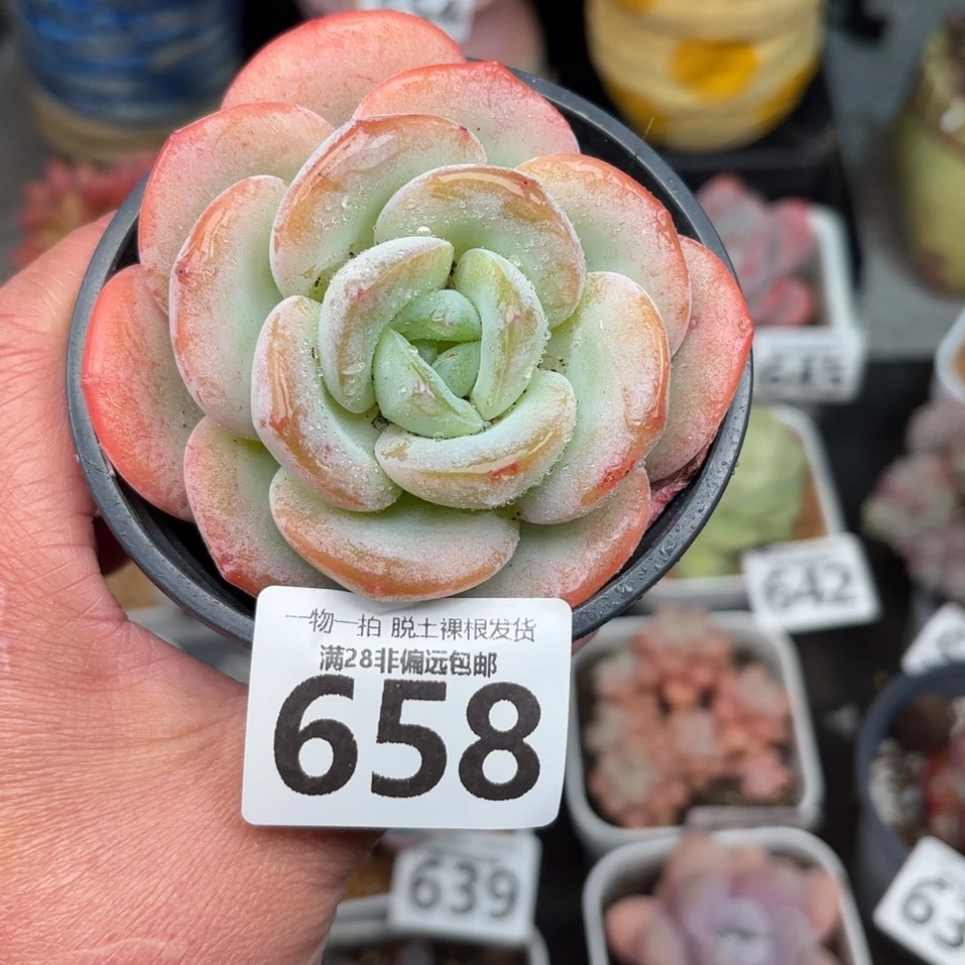 泡芙奶茶无盆土发货