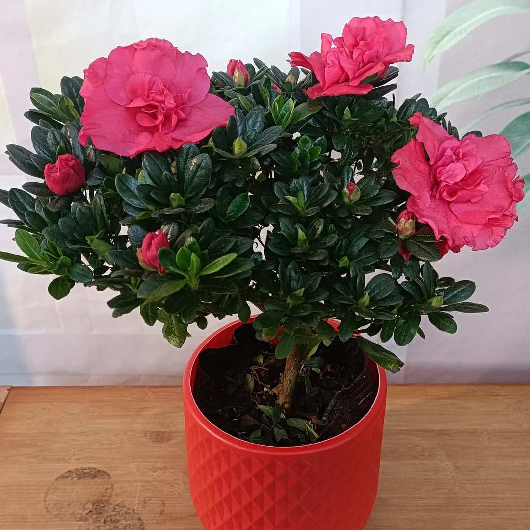 杜鹃花盆栽四季开花四季常青室内室外阳台花卉绿植盆景净化空气