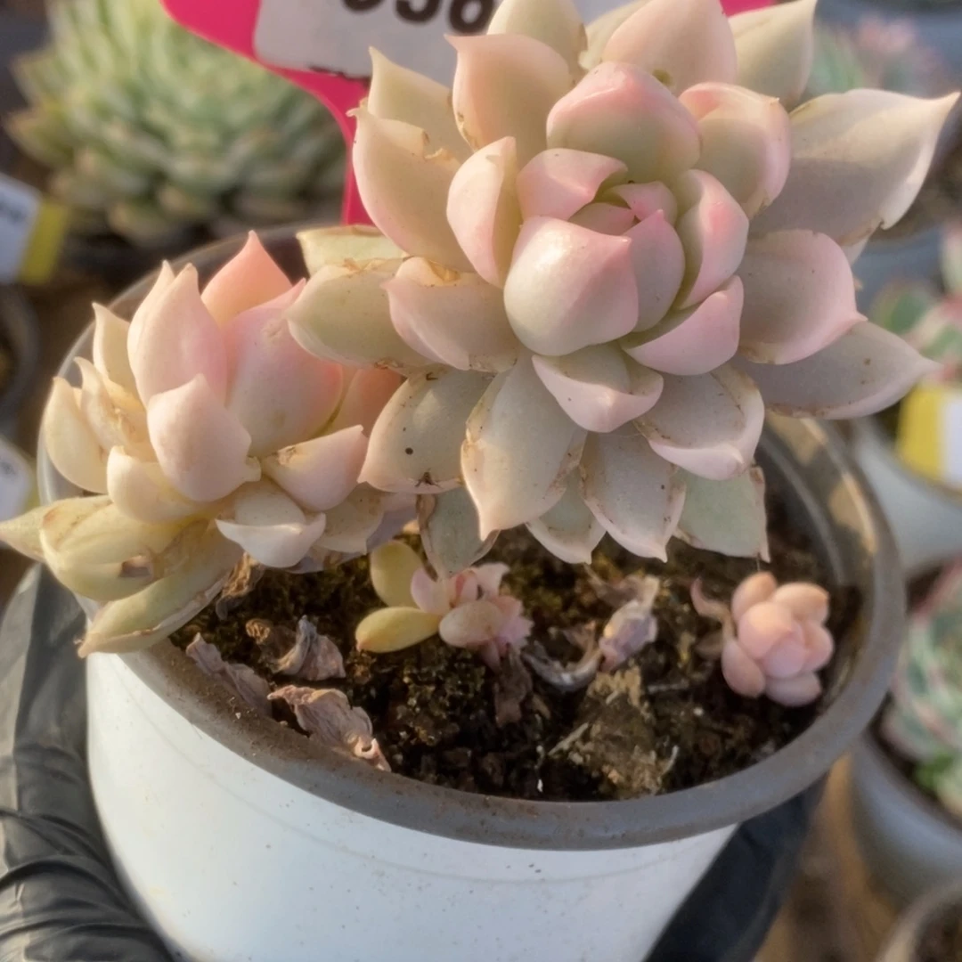 368牡丹冰锦锦锦锦锦