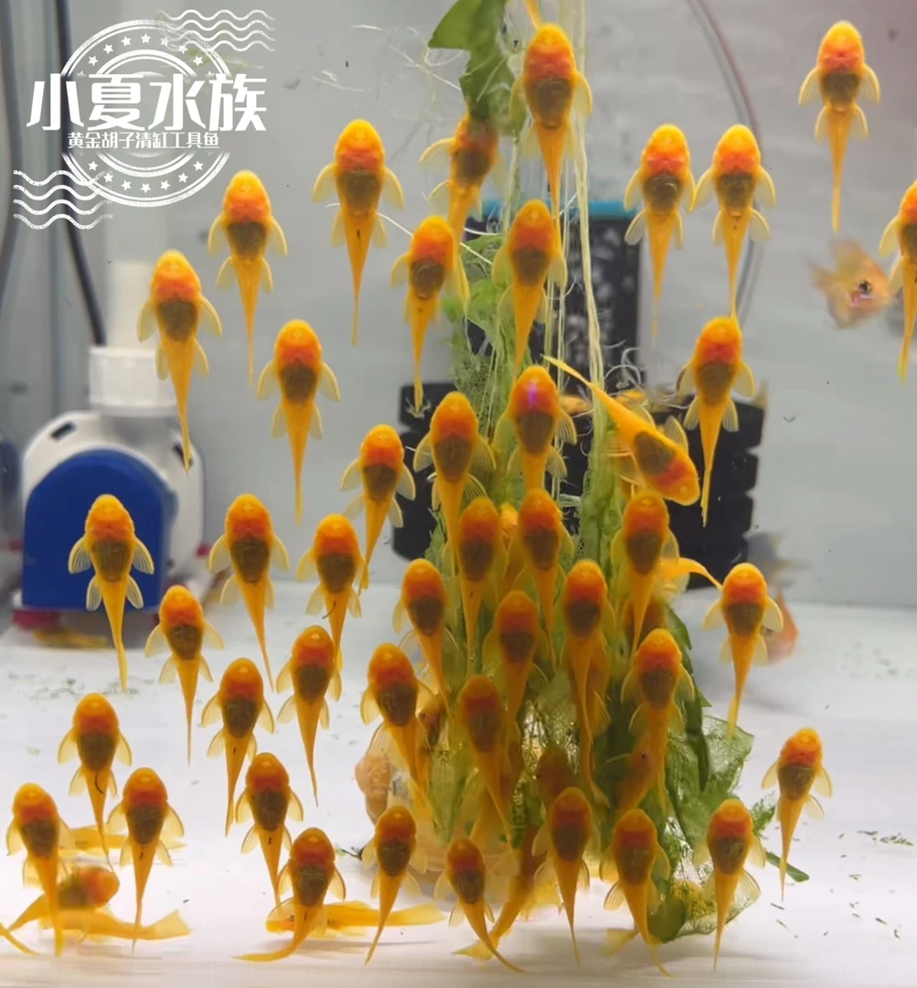 【入缸不售后】❗顺丰包邮❗热带鱼观赏鱼黄金胡子除藻工具小型热带鱼