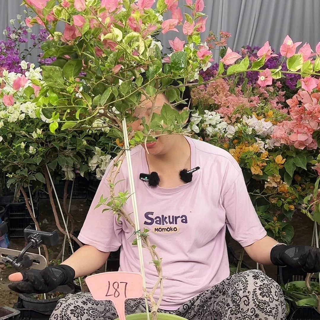 小***。大部分花苞少量开放L87斑叶米罗