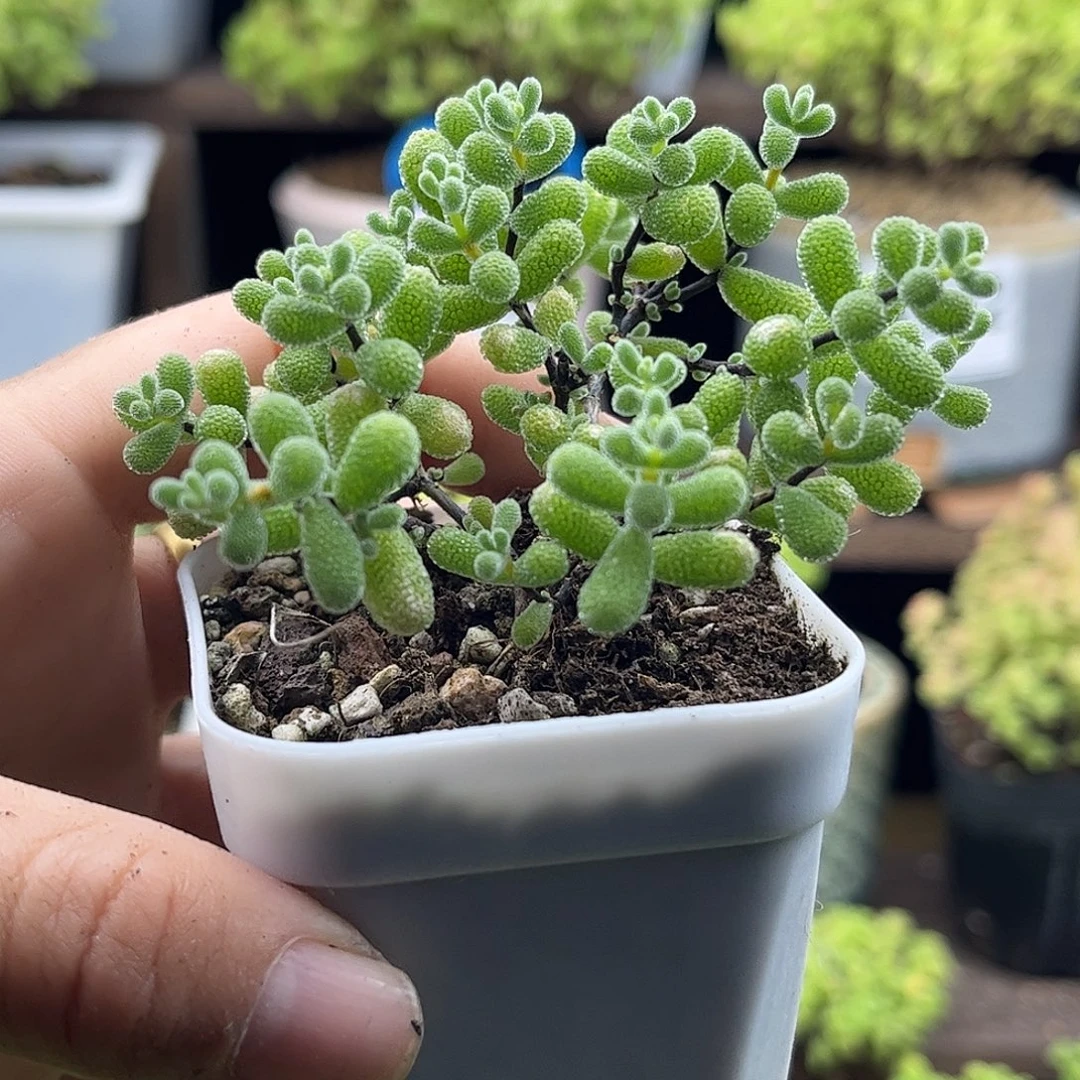 13翡翠优选枝干番杏