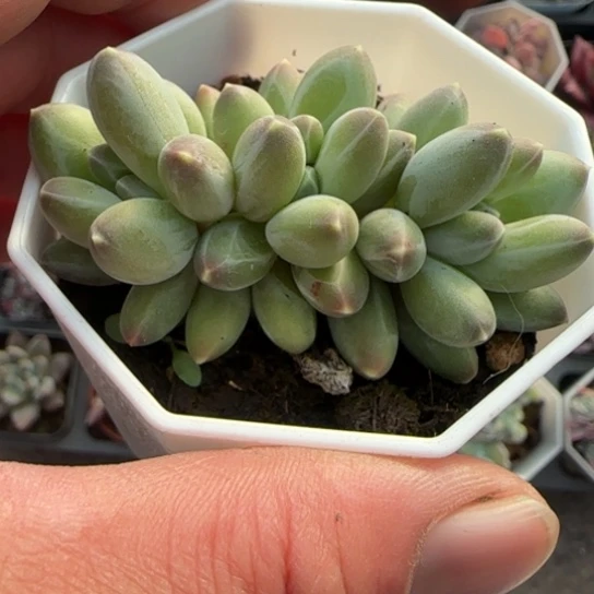 283伊卡鲁斯多肉植物多