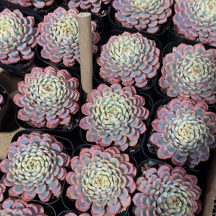 6.5方满盆姬莲锦带盆土