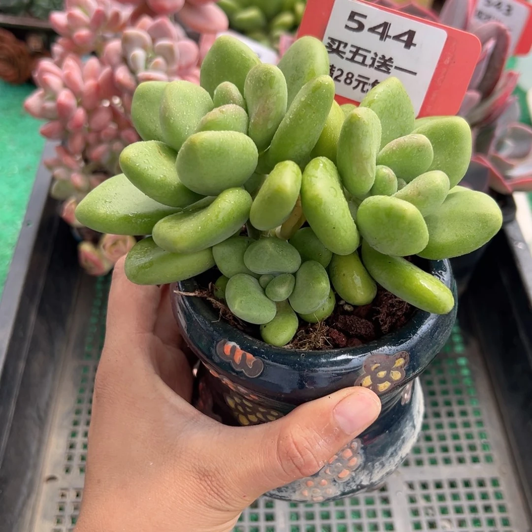表妹精品多肉植物544.