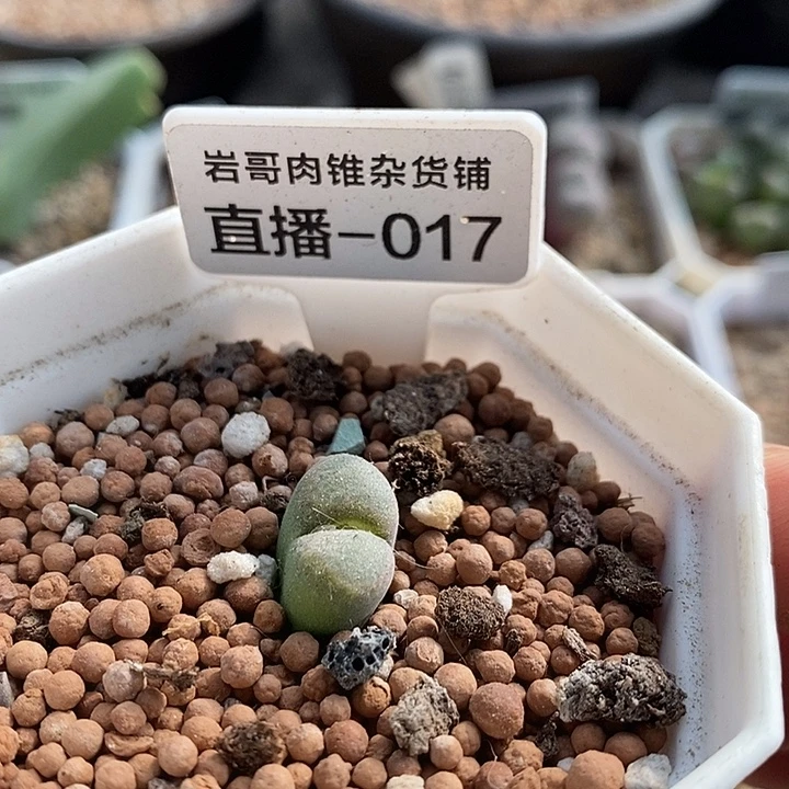AP种源温莎城堡风铃