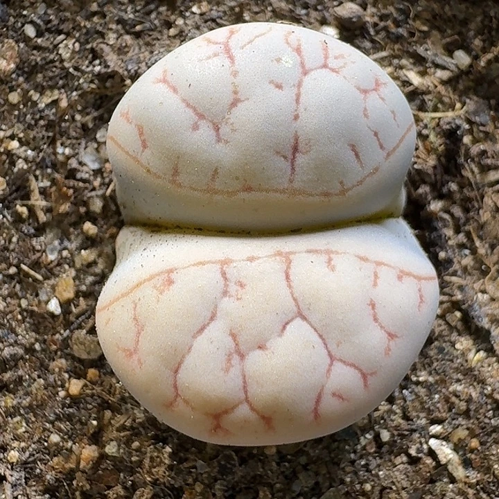 生石花111111。  205