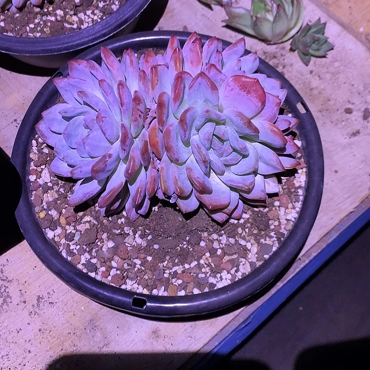 美肉特价活动开始啦