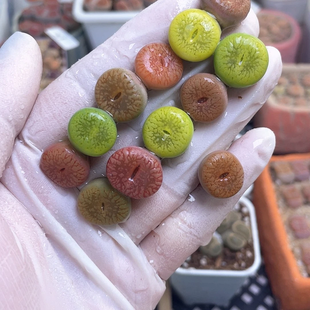 263 流水日轮…………………………