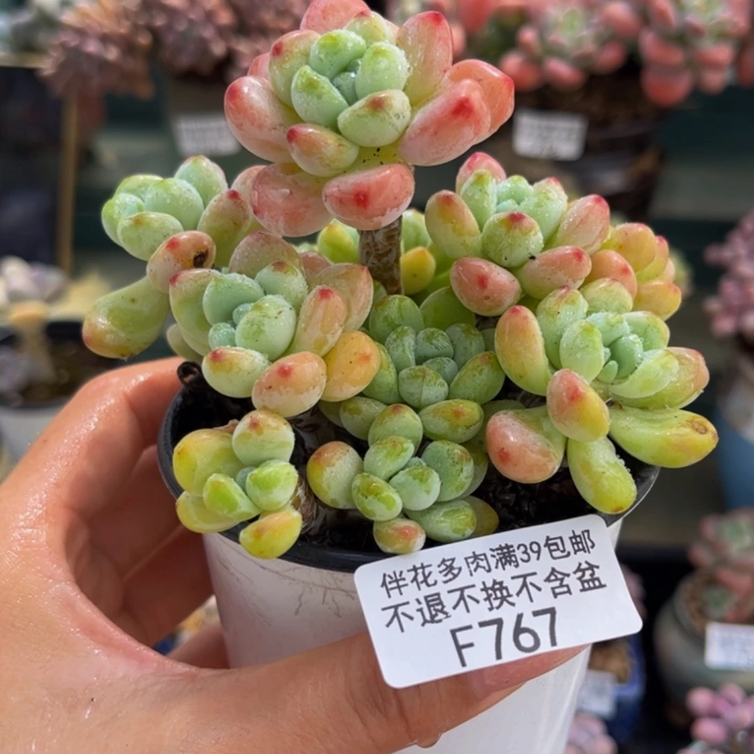 767-白底樱花罗琦多肉8cm