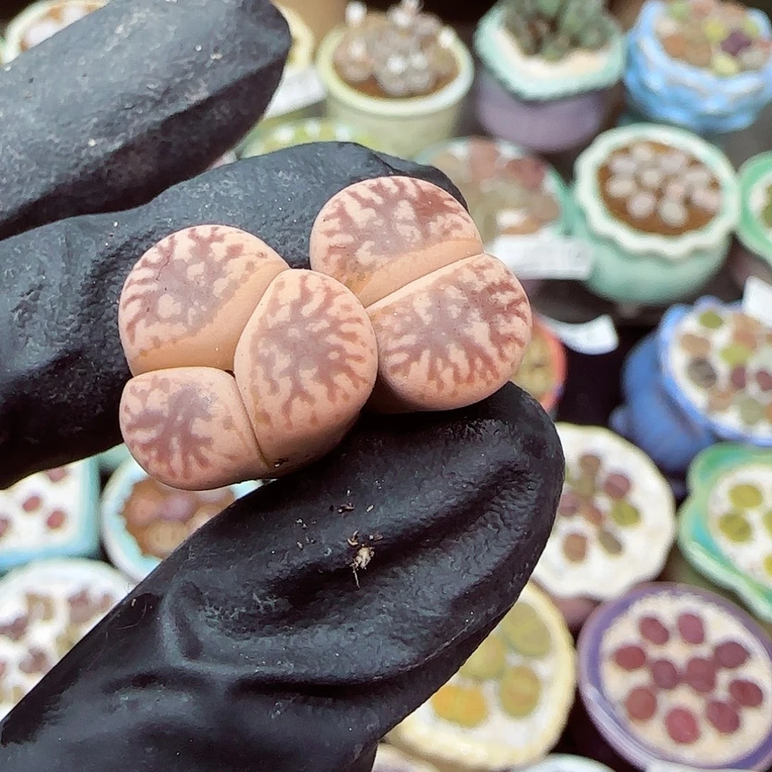 生石花满18包邮1122-114