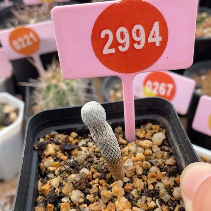 实生精巧丸一棵2994