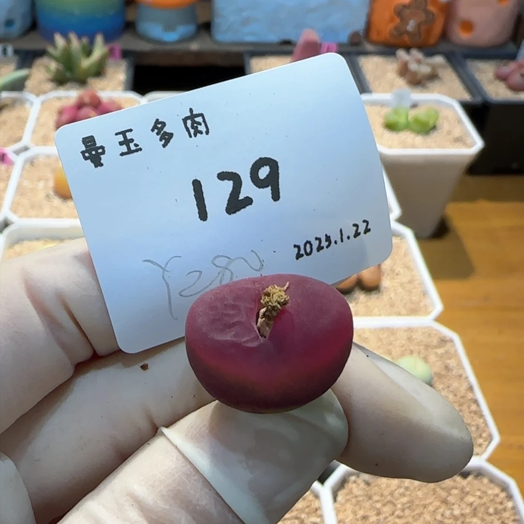 吧*。多肉多肉多肉1.22-129
