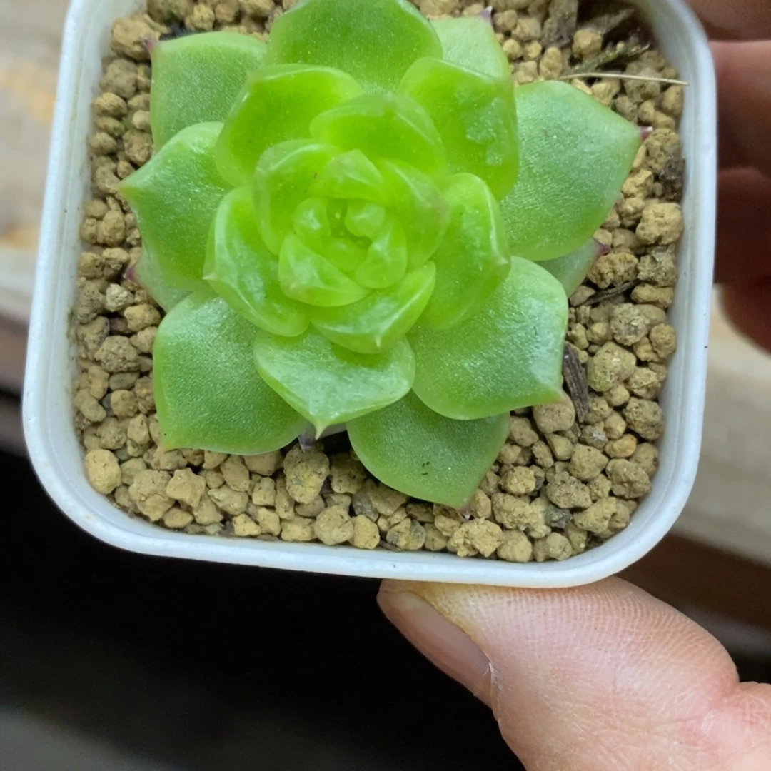 精品多肉一物一拍不包整178