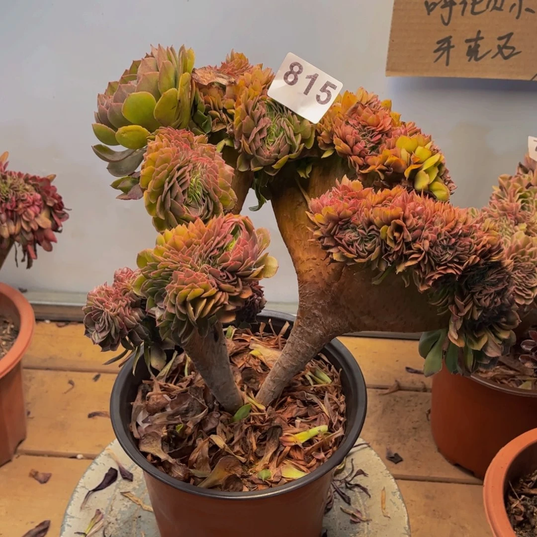 多肉植物万缀815法师