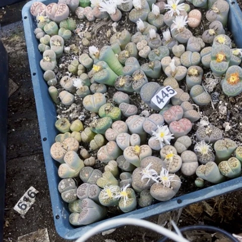 445 生石花大筐一物一图如图