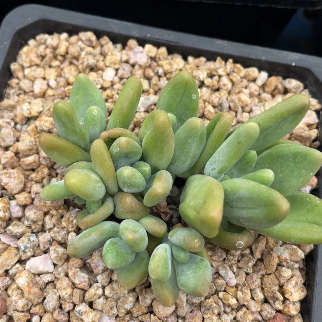 芒果奶酪群生朵朵缀