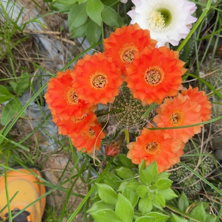 记***往金刚仙人球仙人掌1062