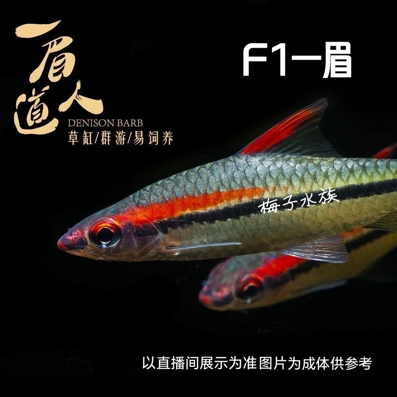 F1一眉道人进口群游鱼