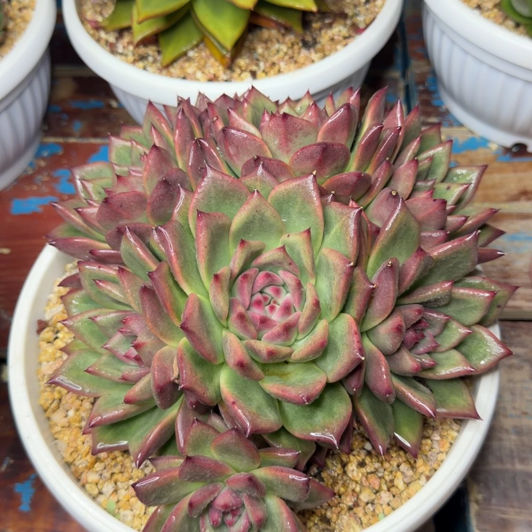 东云杂40. 38包邮，一物一拍