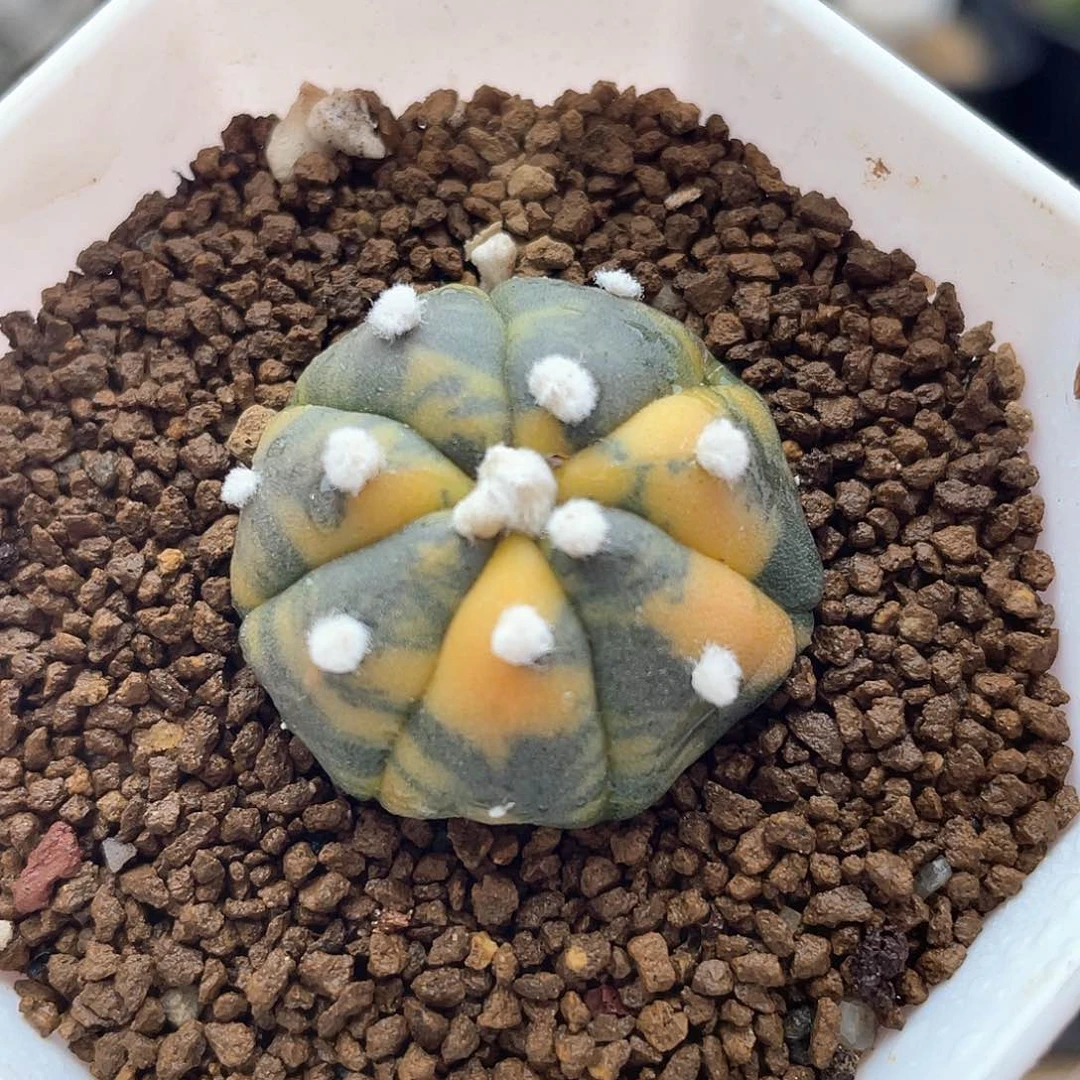 实生大尤皇冠兜锦仙人球