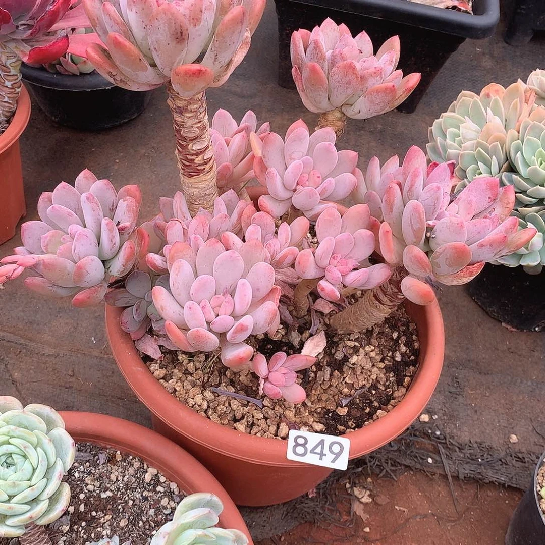 849灰姑娘 一物一拍多肉