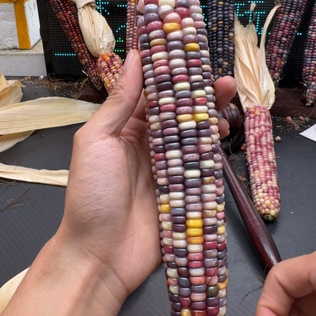 俗***缘吊坠柏香籽/百香籽
