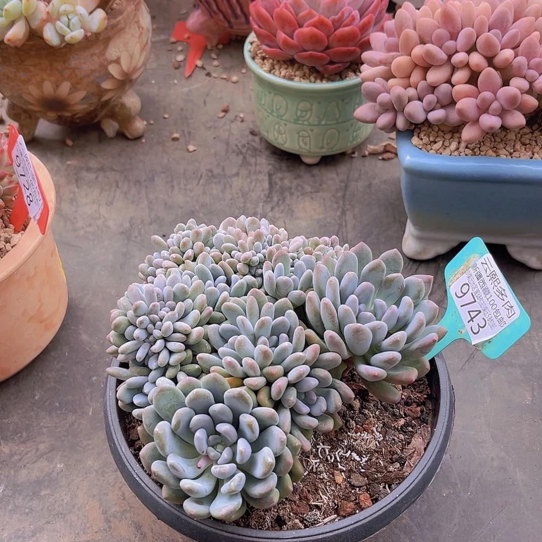 9743灯美人缀多肉植物