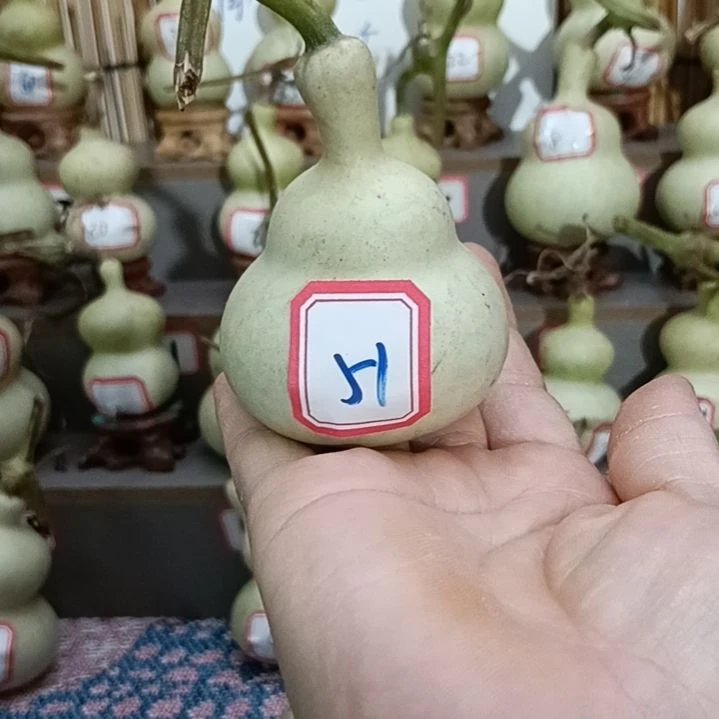51号一物一拍一个账号