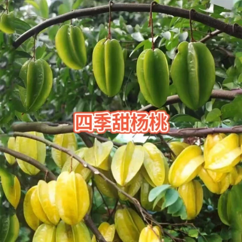 嫁接四季纯甜杨桃苗南方果树庭院地栽盆栽当年结果树苗带土球发货