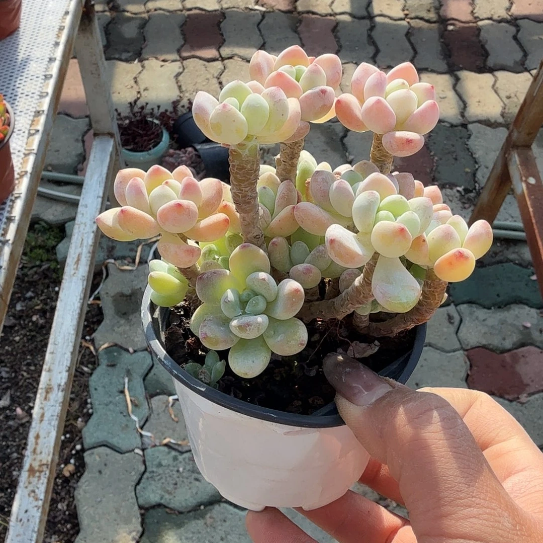 果冻罗琦精控多肉植物