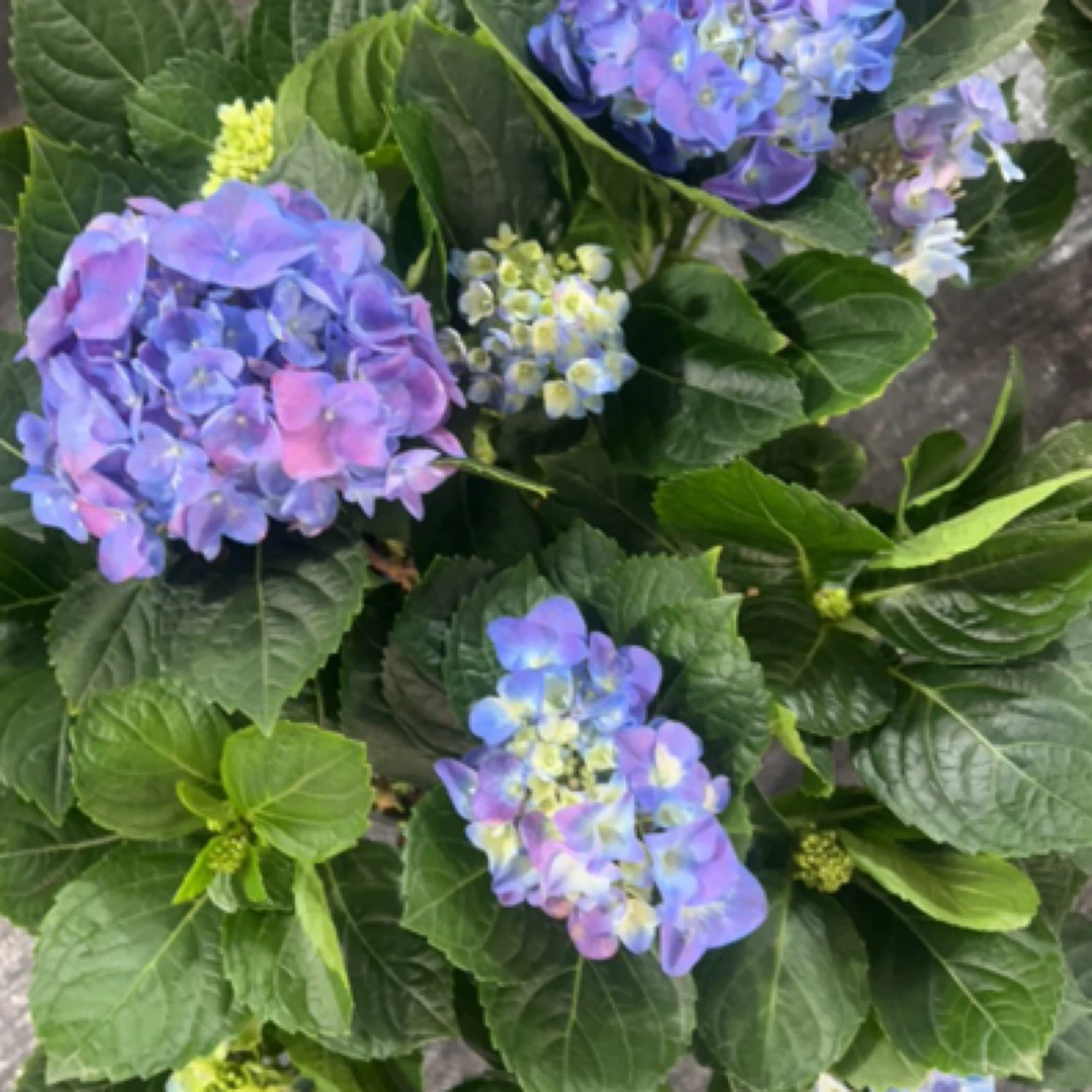 云南精品盆栽秀球沉香