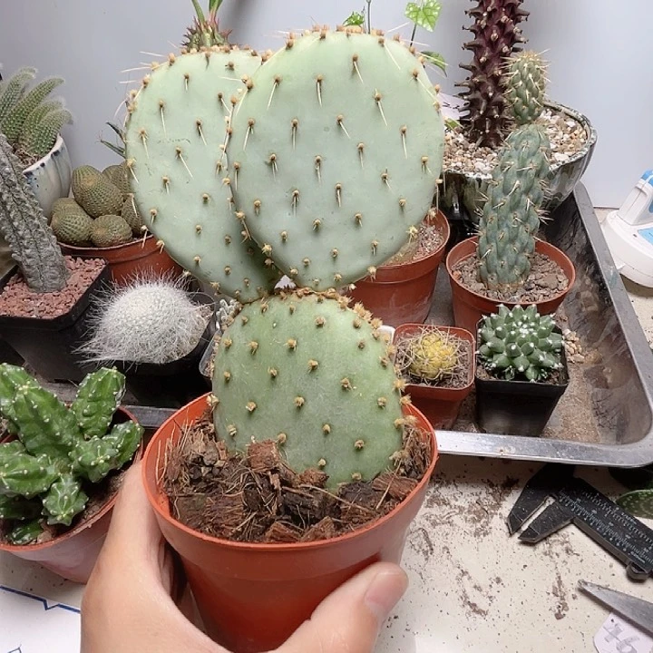 无花朵多头胜利塔仙人掌