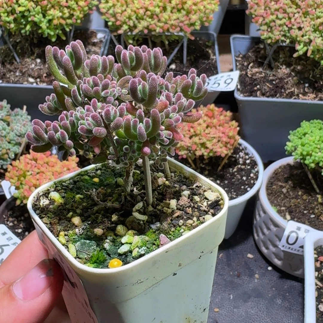 枝干番杏实生琉璃杂081