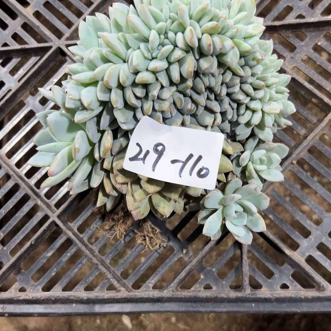 219-110橙子缀化多肉