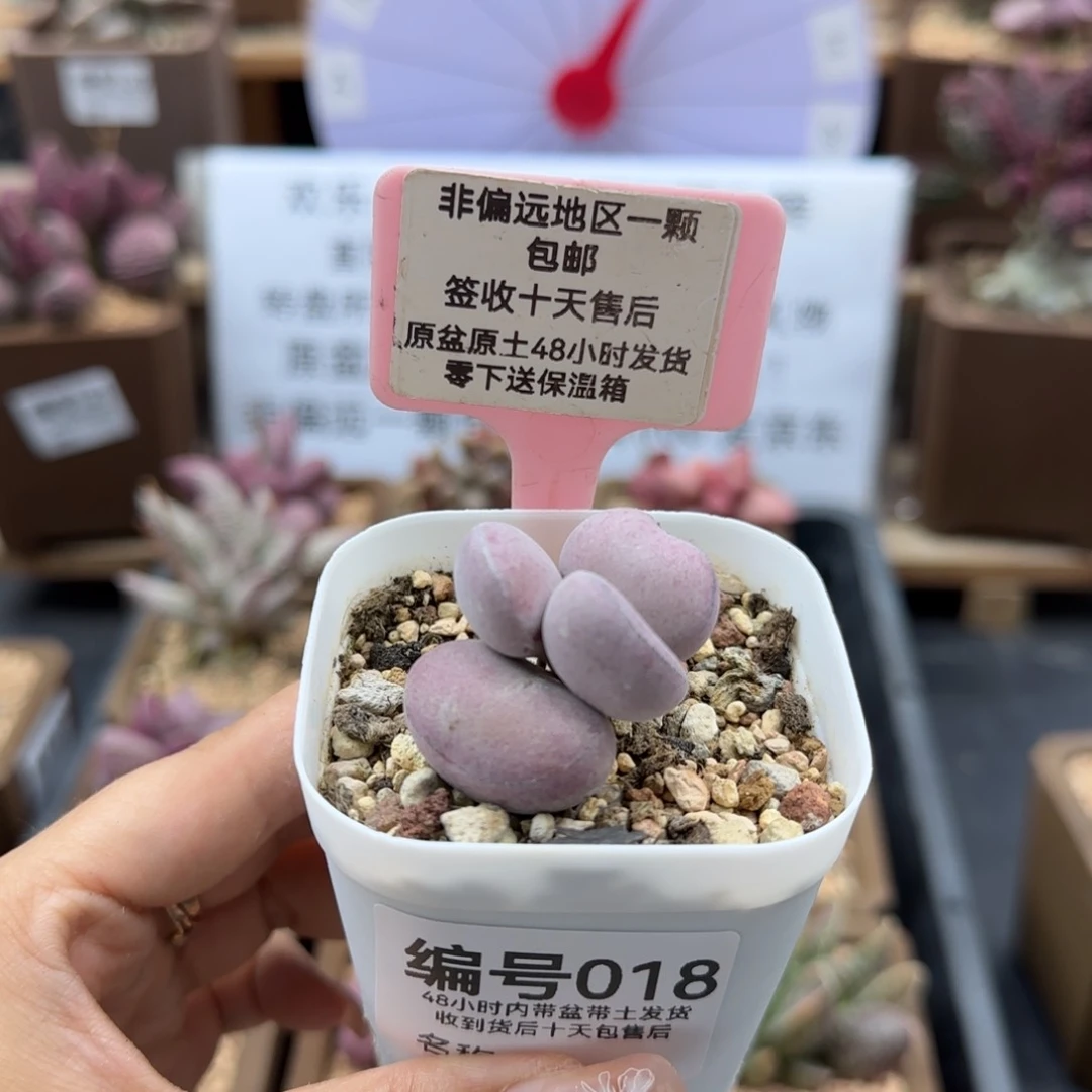 018球球紫蛋多肉植物