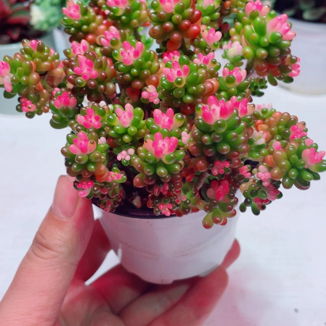 七彩龙珠凑满9.9元包邮