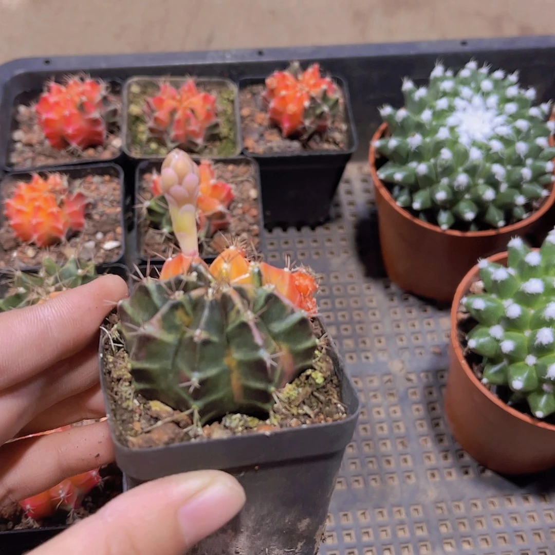 名**宠牡丹锦多肉植物球