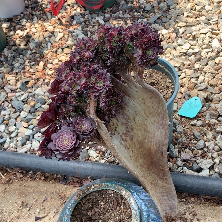 微瑕黑铜壶朵朵脱土发货