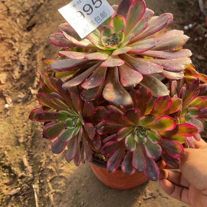 5995红金刚的多肉豆